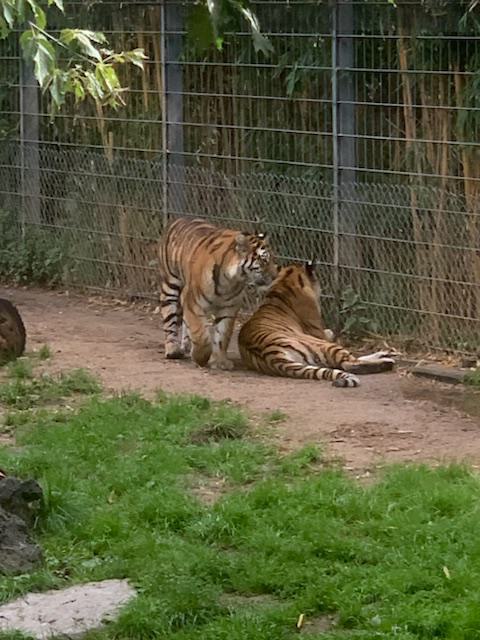 Zoobesuch T1 
